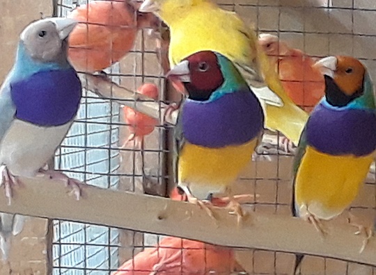 /img/Gouldians-124_R-540x396.jpg