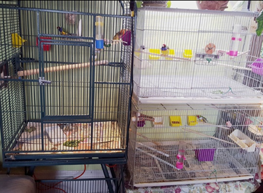 AL & LINDA'S BIRDS